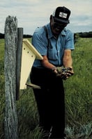 John Rominsky with bluebird nestlings